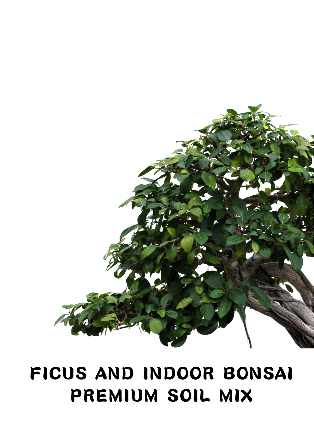 Ficus and Indoor Bonsai Soil Mix — HOBBY